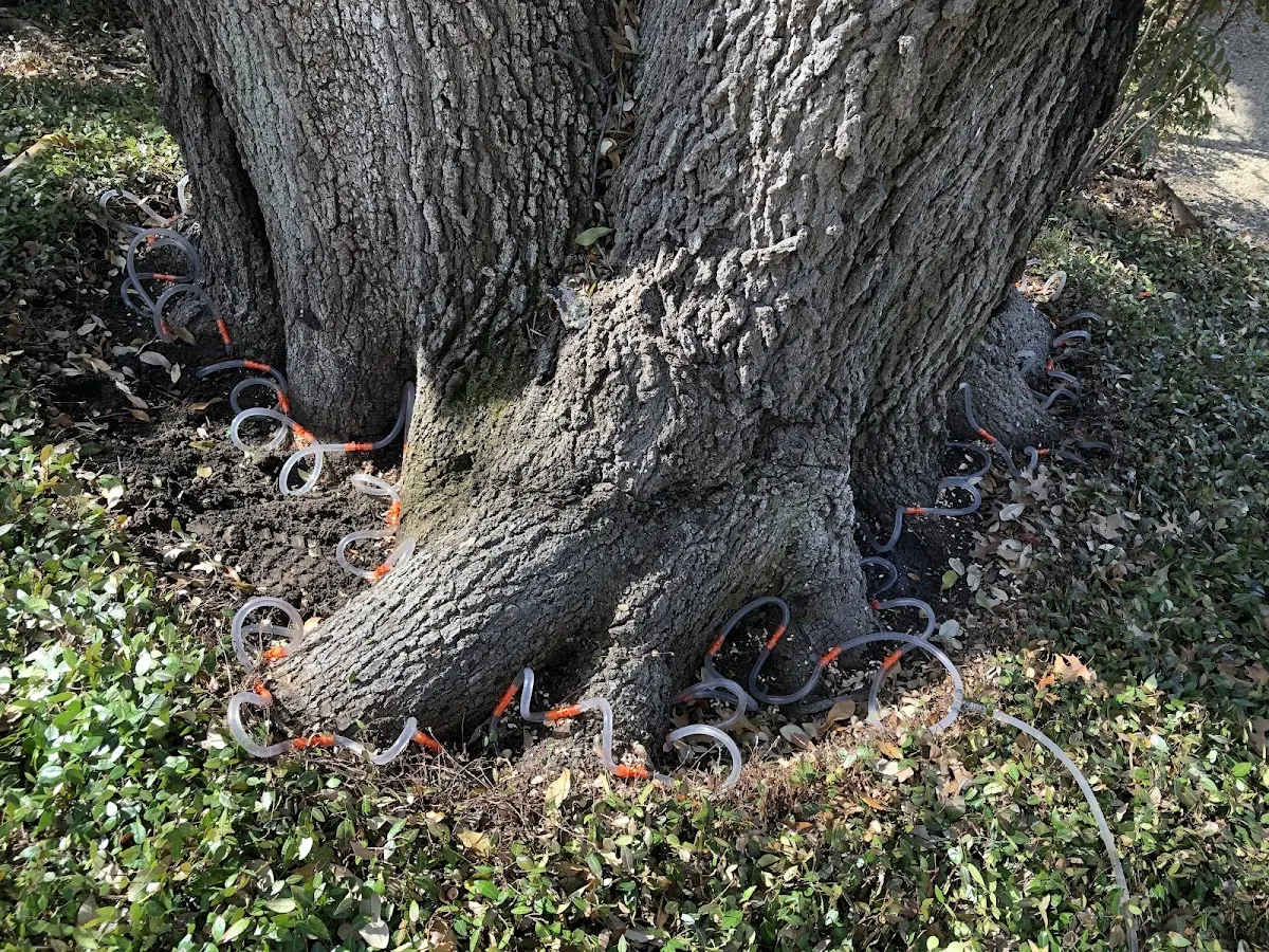 Detailed Tree Cabling and Bracing job site in Lost Creek
