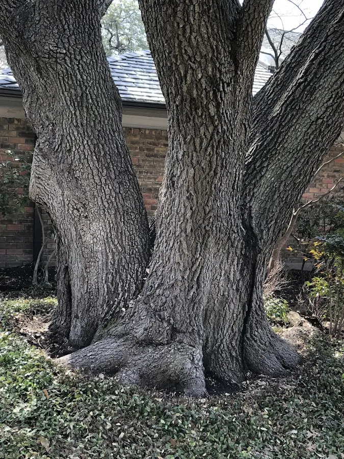 Mature heritage tree close to a Lost Creek property cared for by certified arborists