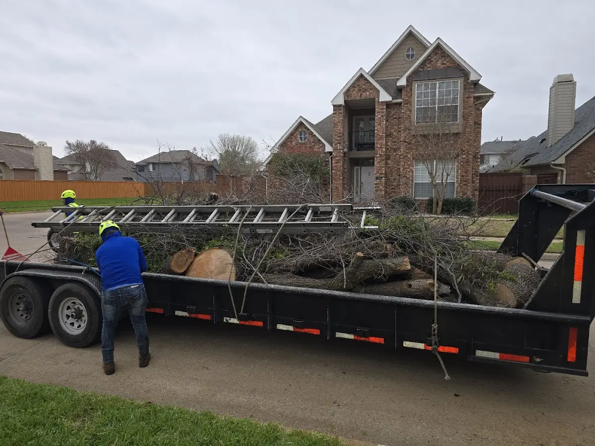 Expert Tree Removal with proper safety equipment in Lost Creek
